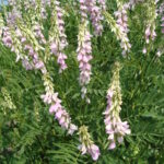 Galega_officinalisUME
