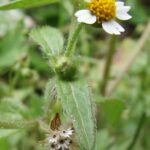 Galinsoga.ciliata.1