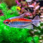 Afrotetra konžská Garnelio-Zierfisch-kongosalmler-med-phenacogrammus-interruptus