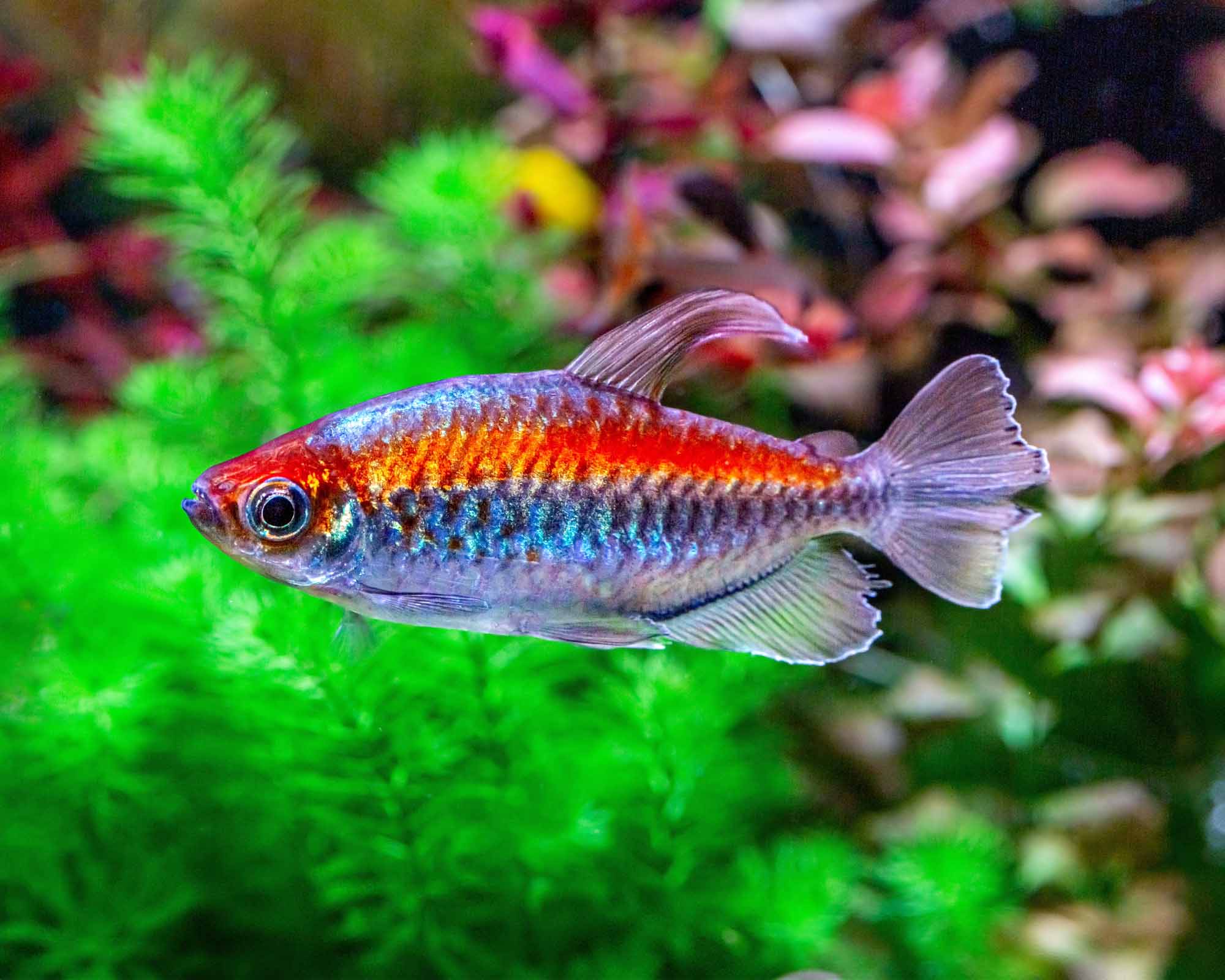 Afrotetra konžská