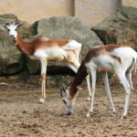 Gazella_Dama_ruficollis_Dvur_zoo_1