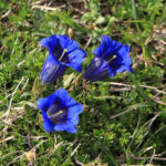 Gentiana_clusii_-_Wank