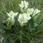 Gentiana_frigida-flowers