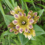 Gentiana_punctata_a1