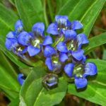Gentianaceae_-_Gentiana_cruciata-4