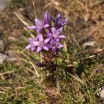 Gentianella_Schoeckel