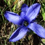 Gentianopsis_ciliata_a4