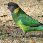 Geopsittacus-occidentalis