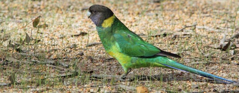 Geopsittacus-occidentalis