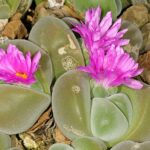 Gibbaeum_dispar_1DS-II_1-8807-01