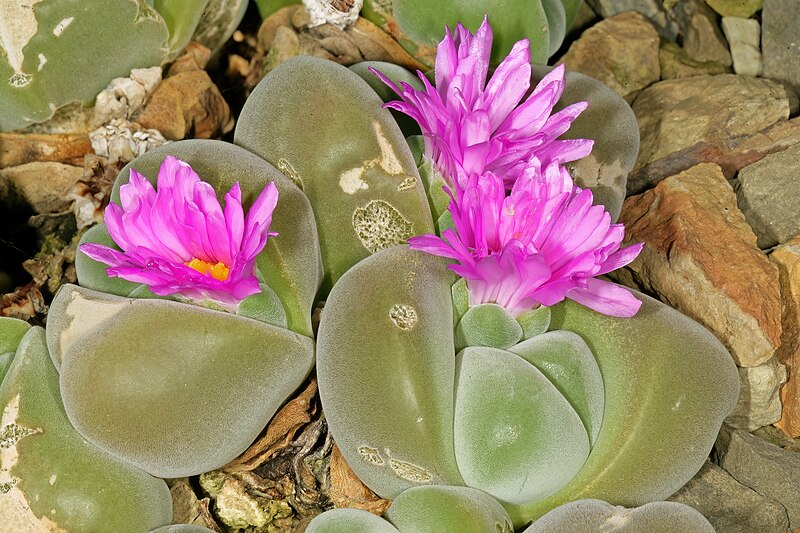 Gibbaeum dispar