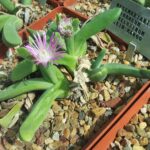 Gibbaeum_velutinum_-_SBG_8