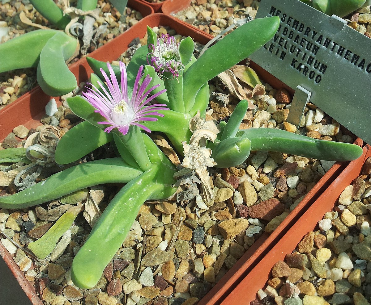 Gibbaeum velutinum