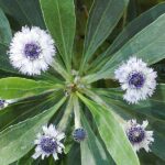 Globularia_salicina_01