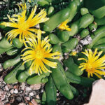 Glottiphyllum_pygmaeum_(25382928443)