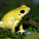 Golden_Poison_dart_frog_Phyllobates_terribilis