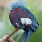 Goura_scheepmakeri_sclaterii_1_Luc_Viatour