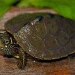 Graptemys-ouachitensis