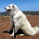 Great_Pyrenees_sitting