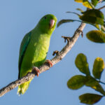 Green-rumped_parrotlet