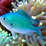 GreenChromis