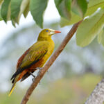 Green_Oropendola_-_Psarocolius_viridis