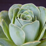Greenovia-aurea