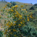 Guizotia_abyssinica