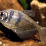 Gymnocorymbus_ternetzi