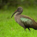 Hadeda_Ibis_Portrait