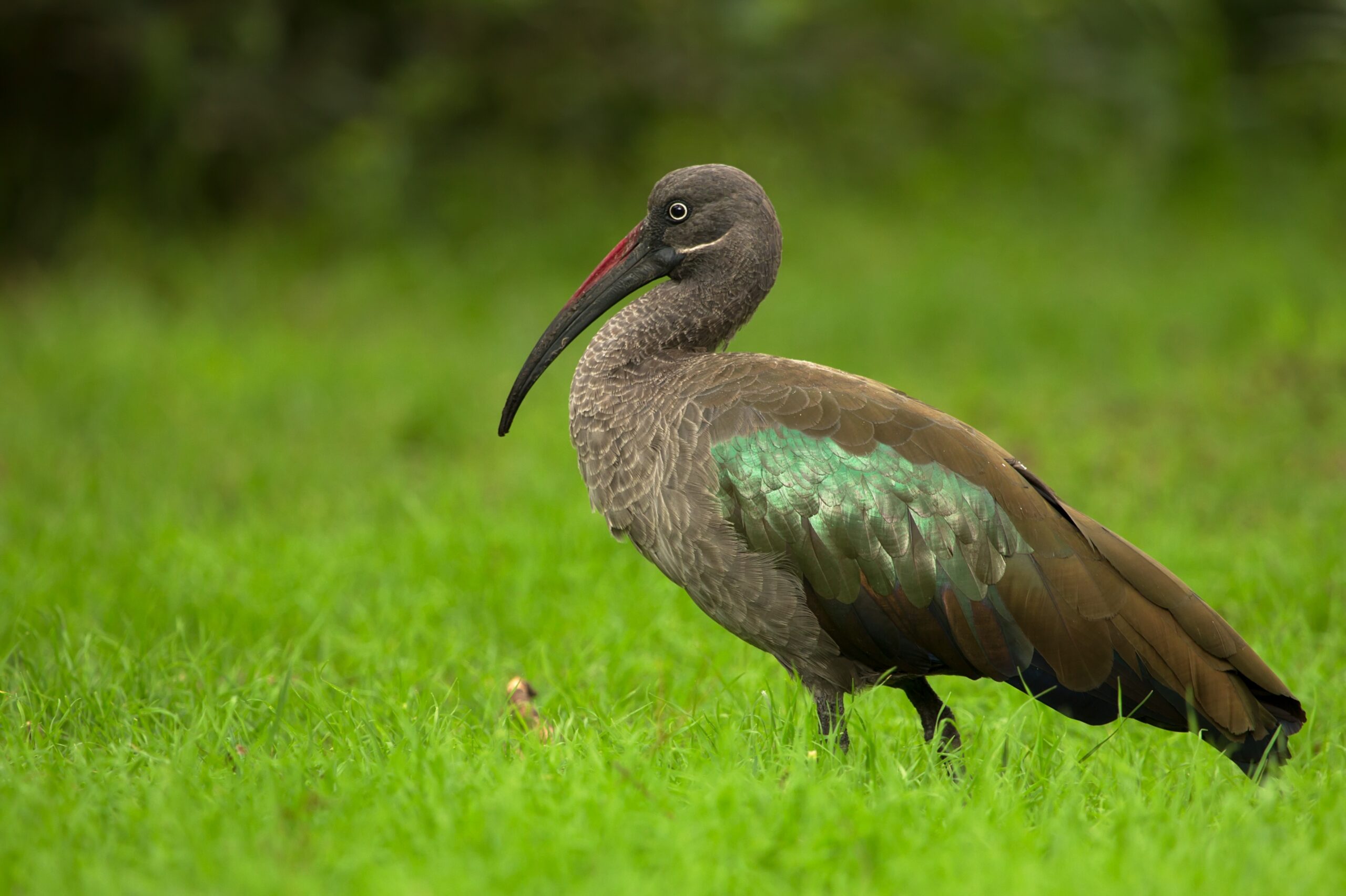 Ibis hagedaš