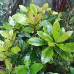 Heberdenia_excelsa_5