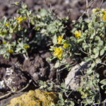Helianthemum_canariense_97E12