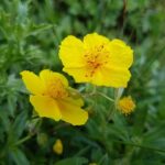 Helianthemum_nummularium_Blüten
