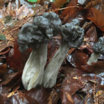 Helvella_lacunosa_(south_BC)