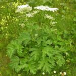 Heracleum-Sphondylium-2-1