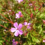Herb-Robert_800