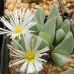 Herreanthus_meyeri
