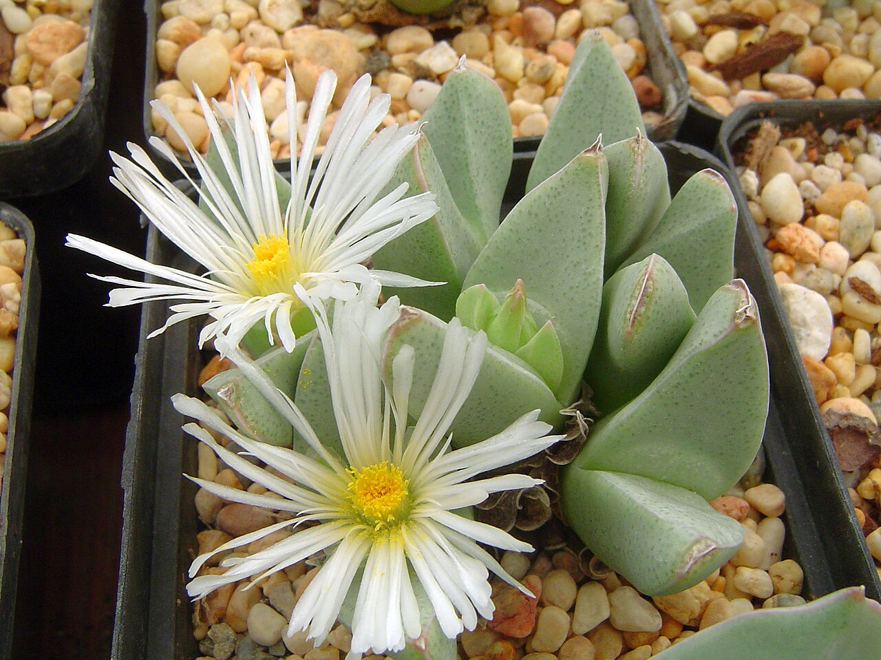 Herreanthus meyeri