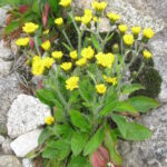 Hieracium_japonicum_4