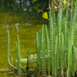 Hippuris_vulgaris_(aka)