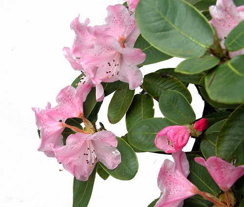 Rododendron hirtipes