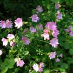 Hollyhock_Mallow_ALB