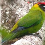 Horned_Parakeet_3487_Copyright_TP_ONG