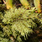 Hylocomium_splendens_1448
