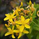 Hypericum_canariensis