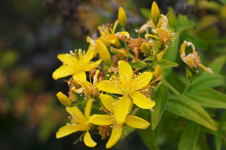 Hypericum_canariensis