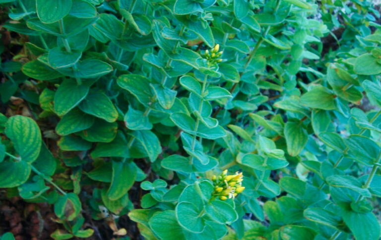 Třezalka srostlolistá Hypericum_coadunatum