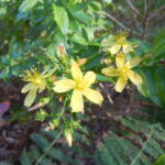 Hypericum_glandulosum_01