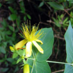 Hypericum_grandifolium20080608